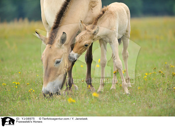 Przewalski's Horses / YJ-08975