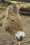 wild horse portrait