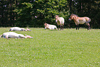 Przewalski horses