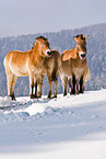 Przewalski horses