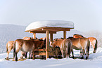 Przewalski horses