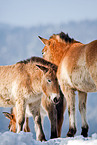 Przewalski horses