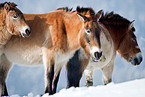 Przewalski horses