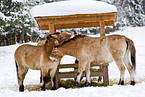Przewalski horses