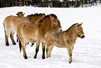Przewalski horses
