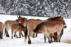 Przewalski horses