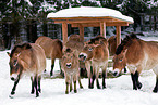 Przewalski horses