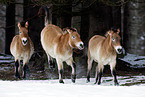 Przewalski wild horses