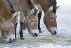Przewalski's Horses