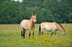 Przewalski's Horses