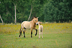 Przewalski's Horses