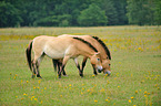 Przewalski's Horses