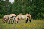 Przewalski's Horses