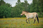Przewalski's Horse