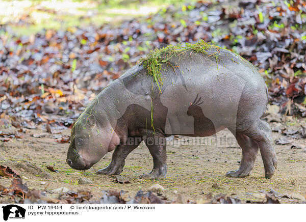 Zwergflusspferd / pygmy hippopotamus / PW-19454