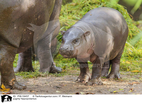 Zwergflusspferd / pygmy hippopotamus / PW-19457