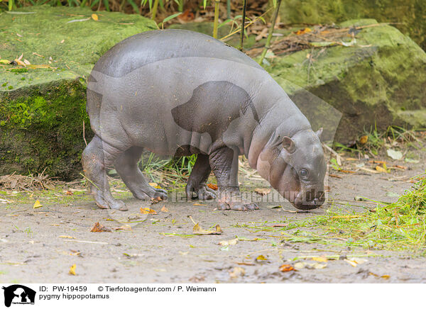 Zwergflusspferd / pygmy hippopotamus / PW-19459