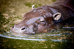 pygmy hippopotamus
