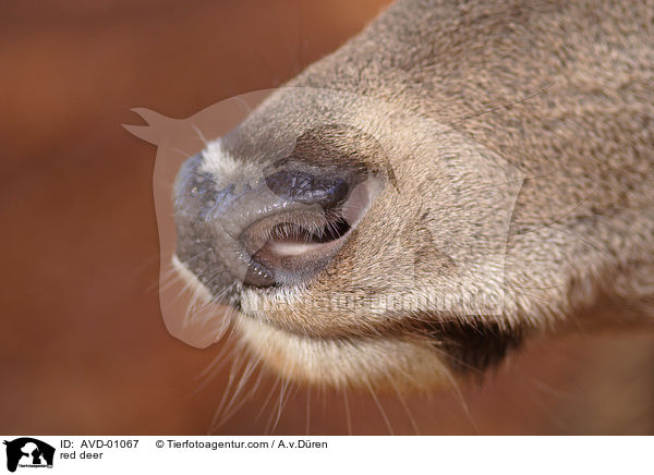 Rotwild / red deer / AVD-01067
