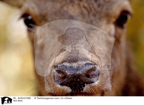 Rotwild / red deer / AVD-01068