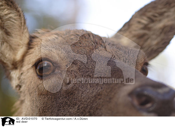 Rotwild / red deer / AVD-01070