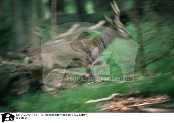 Rotwild / red deer / AVD-01141