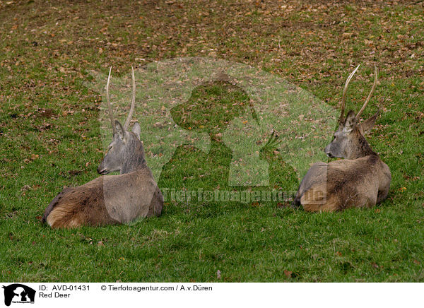 Rothirsch / Red Deer / AVD-01431