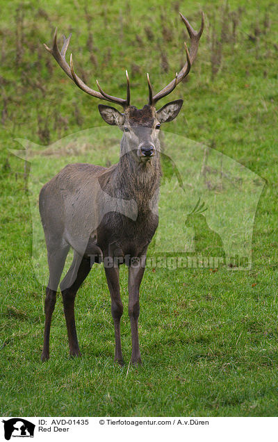Rothirsch / Red Deer / AVD-01435