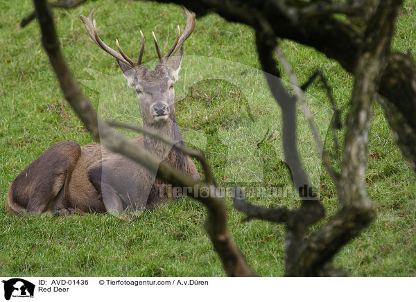 Rothirsch / Red Deer / AVD-01436