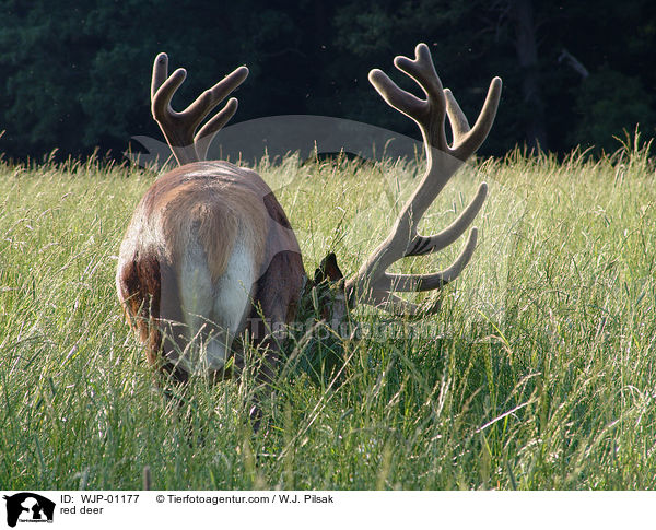 red deer / WJP-01177