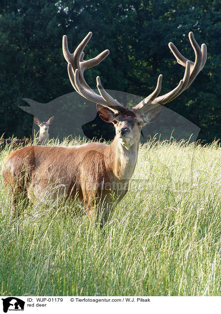 red deer / WJP-01179