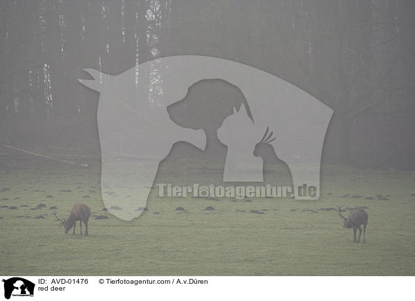 red deer / AVD-01476