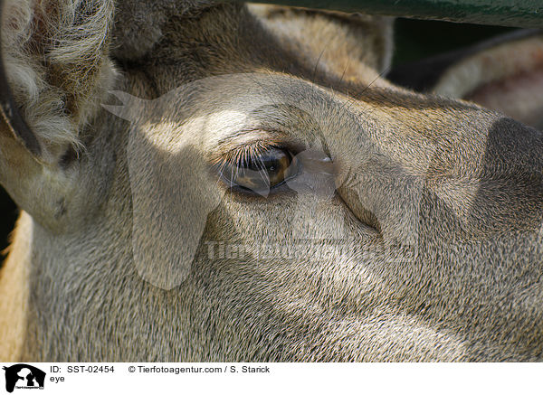 Auge / eye / SST-02454