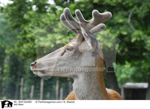 red deer / SST-02460