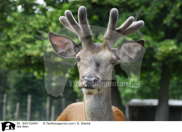 red deer / SST-02461