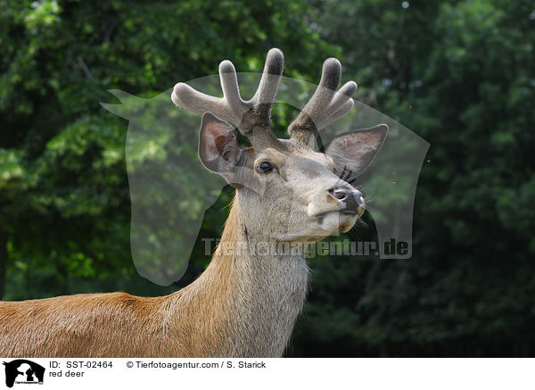 red deer / SST-02464