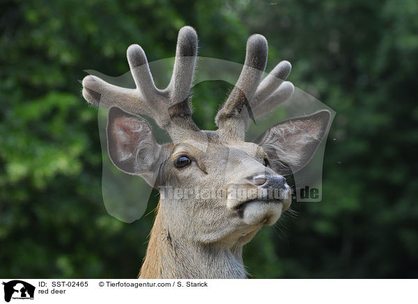red deer / SST-02465