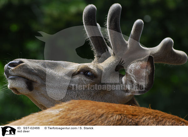 red deer / SST-02466
