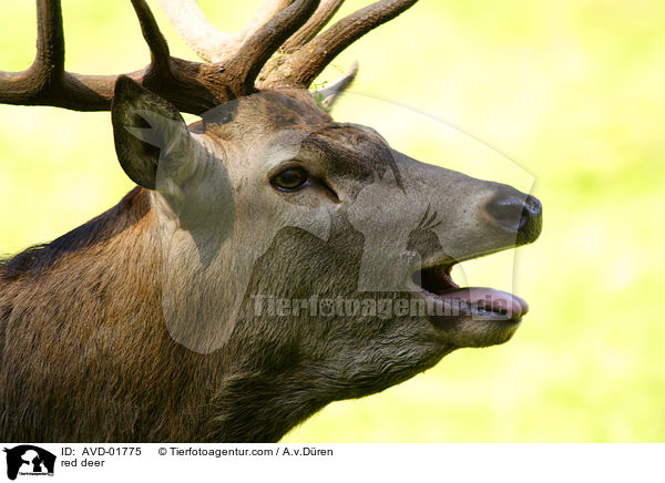 red deer / AVD-01775
