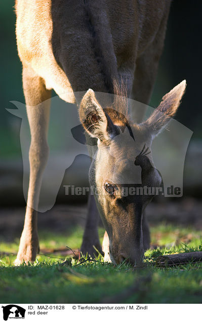 Rothirsch / red deer / MAZ-01628