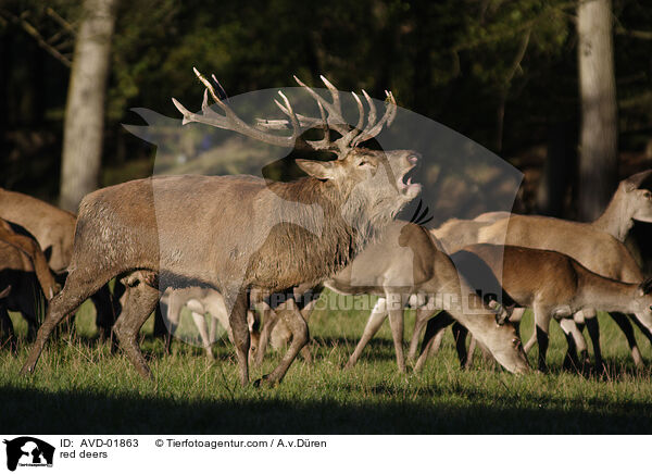 red deers / AVD-01863