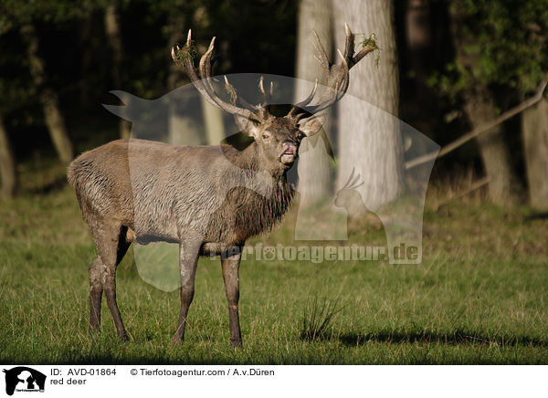 red deer / AVD-01864