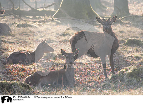 red deers / AVD-01894