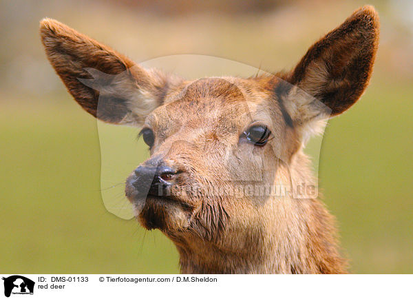 red deer / DMS-01133