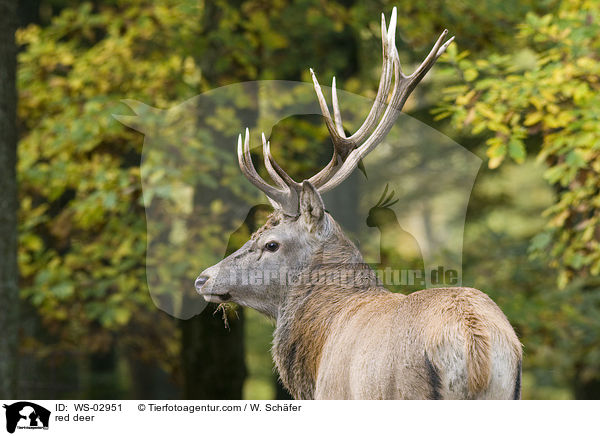red deer / WS-02951