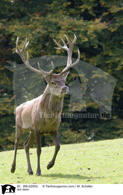 red deer / WS-02952
