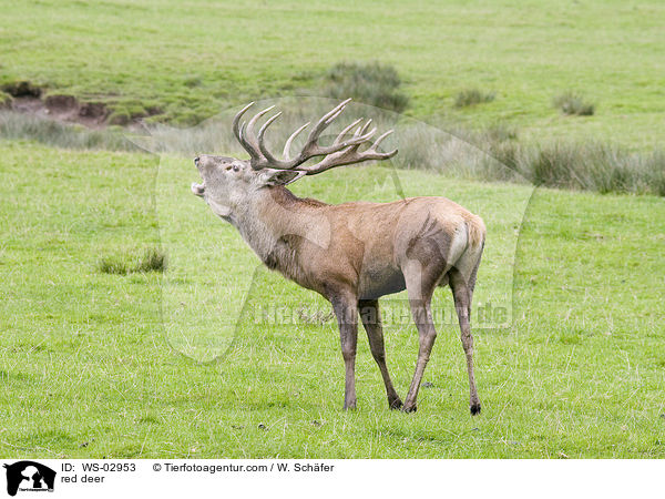 red deer / WS-02953