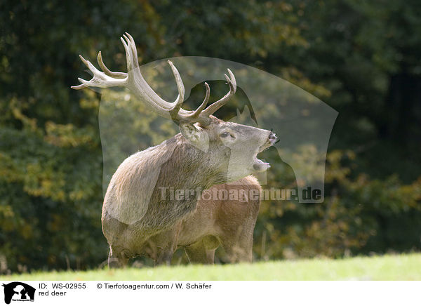 red deer / WS-02955