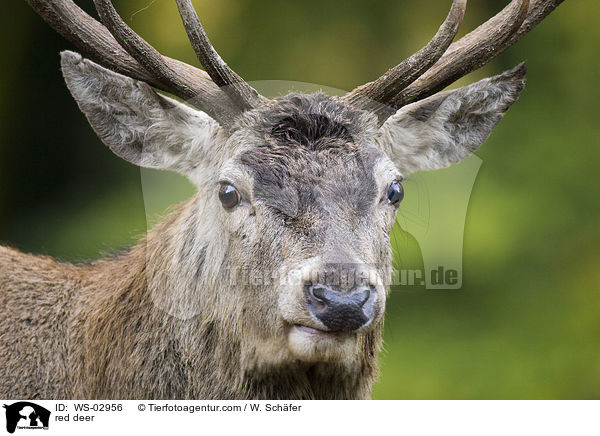 red deer / WS-02956