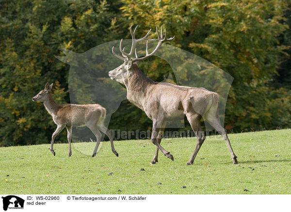 red deer / WS-02960